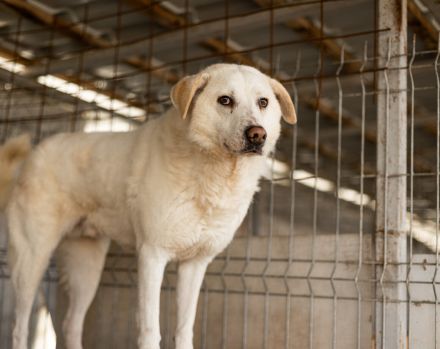 Kann PETE dein Herz erobern?