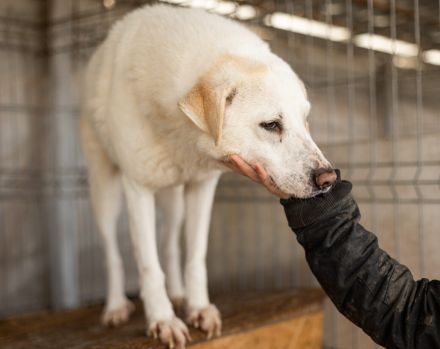 Kann PETE dein Herz erobern?
