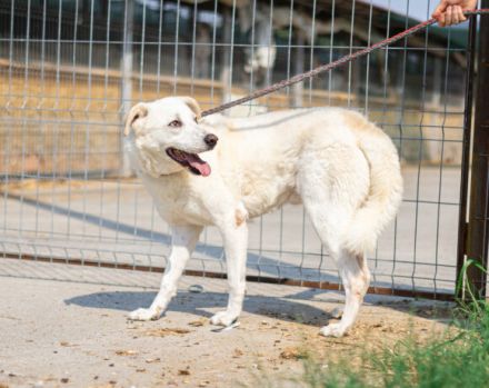 Kann PETE dein Herz erobern?