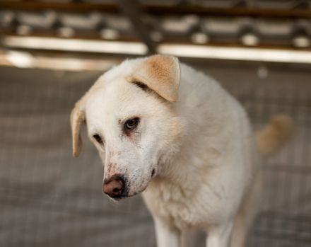 Kann PETE dein Herz erobern?