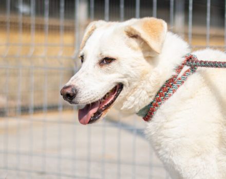 Kann PETE dein Herz erobern?