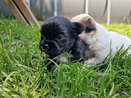 2 niedliche Pomchi Welpen