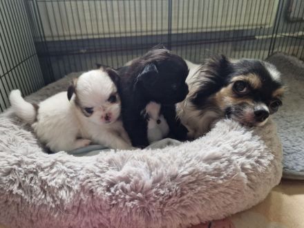 2 niedliche Pomchi Welpen