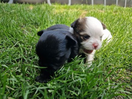 2 niedliche Pomchi Welpen
