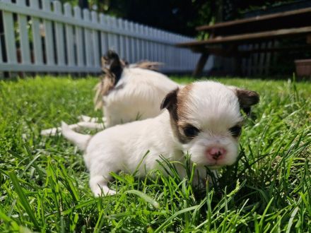 2 niedliche Pomchi Welpen