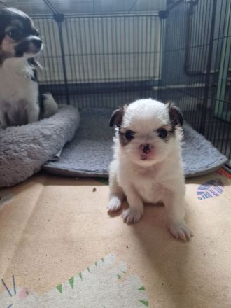 2 niedliche Pomchi Welpen