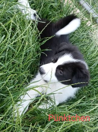 Reinrassige Border Collies Welpen vom Birkenhof