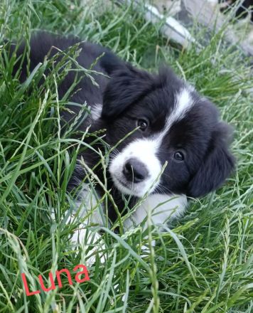 Reinrassige Border Collies Welpen vom Birkenhof