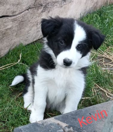 Reinrassige Border Collies Welpen vom Birkenhof