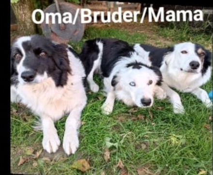 Reinrassige Border Collies Welpen vom Birkenhof