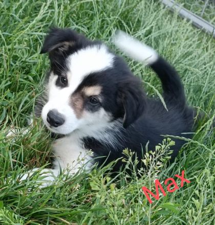 Reinrassige Border Collies Welpen vom Birkenhof