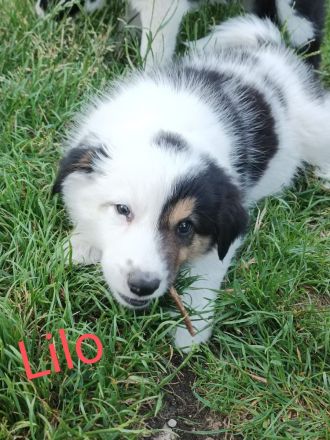 Reinrassige Border Collies Welpen vom Birkenhof