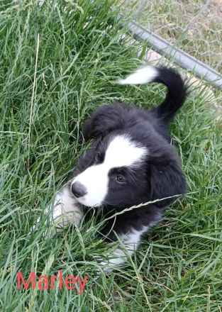 Reinrassige Border Collies Welpen vom Birkenhof