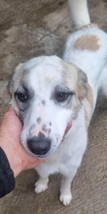 Cleo sucht Ihre Menschen