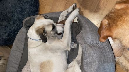 Cleo sucht Ihre Menschen