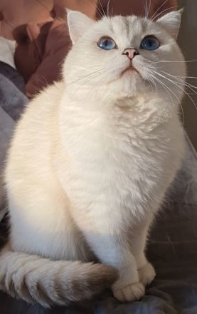 Deckkater Britisch Kurzhaar Silver shaded point Blulgruppe A