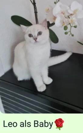 Deckkater Britisch Kurzhaar Silver shaded point Blulgruppe A