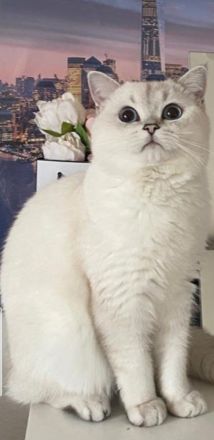 Deckkater Britisch Kurzhaar Silver shaded point Blulgruppe A