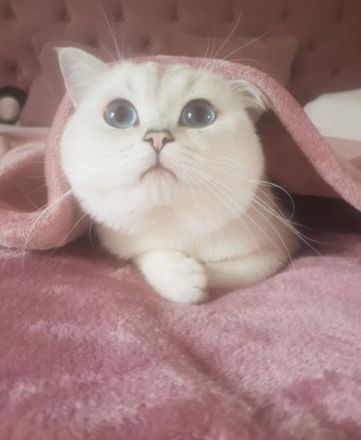 Deckkater Britisch Kurzhaar Silver shaded point Blulgruppe A