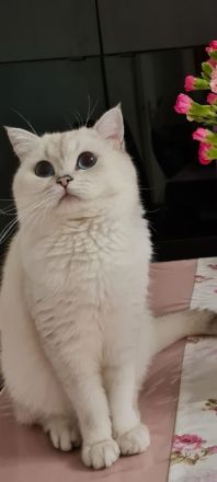 Deckkater Britisch Kurzhaar Silver shaded point Blulgruppe A