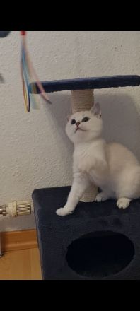 Deckkater Britisch Kurzhaar Silver shaded point Blulgruppe A