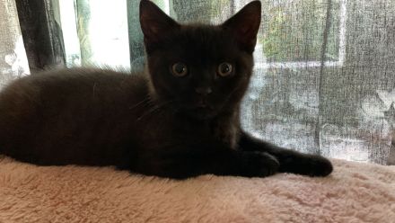 BKH Kater sucht liebes Zuhause ab sofort