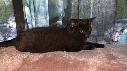 BKH Kater sucht liebes Zuhause ab sofort