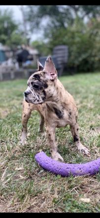 Französische Bulldoggen