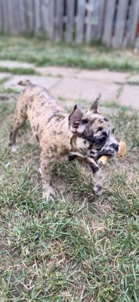 Französische Bulldoggen