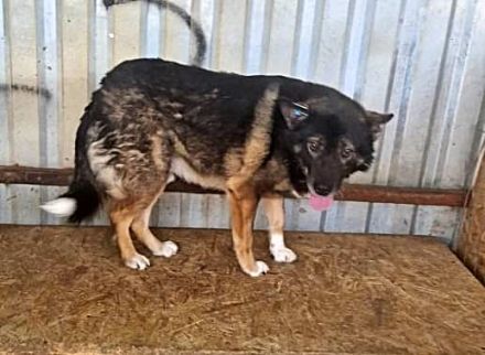 JayJay, freundlich aber ängstlich