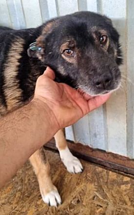 JayJay, freundlich aber ängstlich