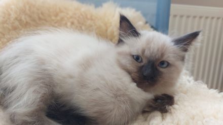 Baby <katzen (Siamkitten) Reinrassig