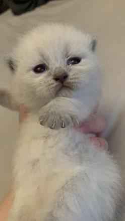 BKH Kitten 2 Weibchen abgabebereit