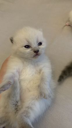 BKH Kitten 2 Weibchen abgabebereit