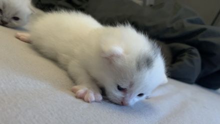 BKH Kitten 2 Weibchen abgabebereit