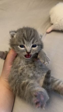 BKH Kitten 2 Weibchen abgabebereit