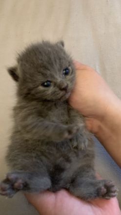 BKH Kitten 2 Weibchen abgabebereit