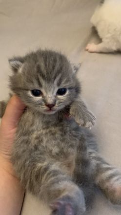 BKH Kitten 2 Weibchen abgabebereit