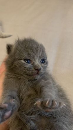 BKH Kitten 2 Weibchen abgabebereit