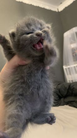 BKH Kitten 2 Weibchen abgabebereit