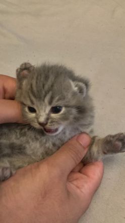 BKH Kitten 2 Weibchen abgabebereit