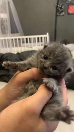 BKH Kitten 2 Weibchen abgabebereit