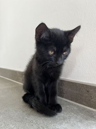 Zwei Kätzchen suchen ein neues zu Hause