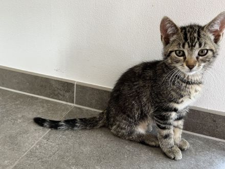 Zwei Kätzchen suchen ein neues zu Hause