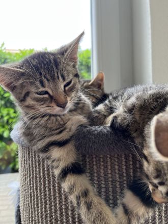 Zwei Kätzchen suchen ein neues zu Hause