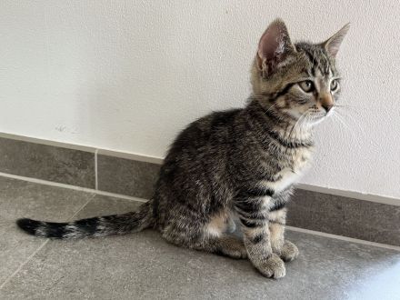 Zwei Kätzchen suchen ein neues zu Hause