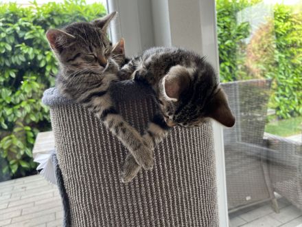 Zwei Kätzchen suchen ein neues zu Hause