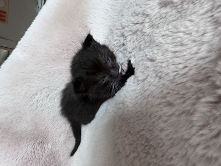 Katzenbabys, Mutter BKH mix, Vater Maine Coon mix