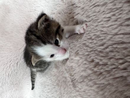 Katzenbabys, Mutter BKH mix, Vater Maine Coon mix