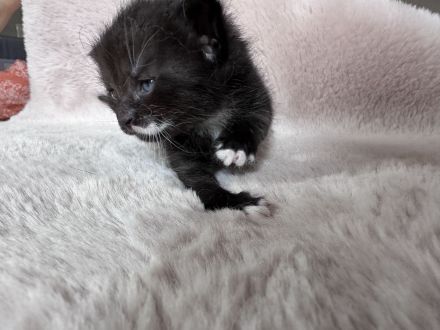 Katzenbabys, Mutter BKH mix, Vater Maine Coon mix